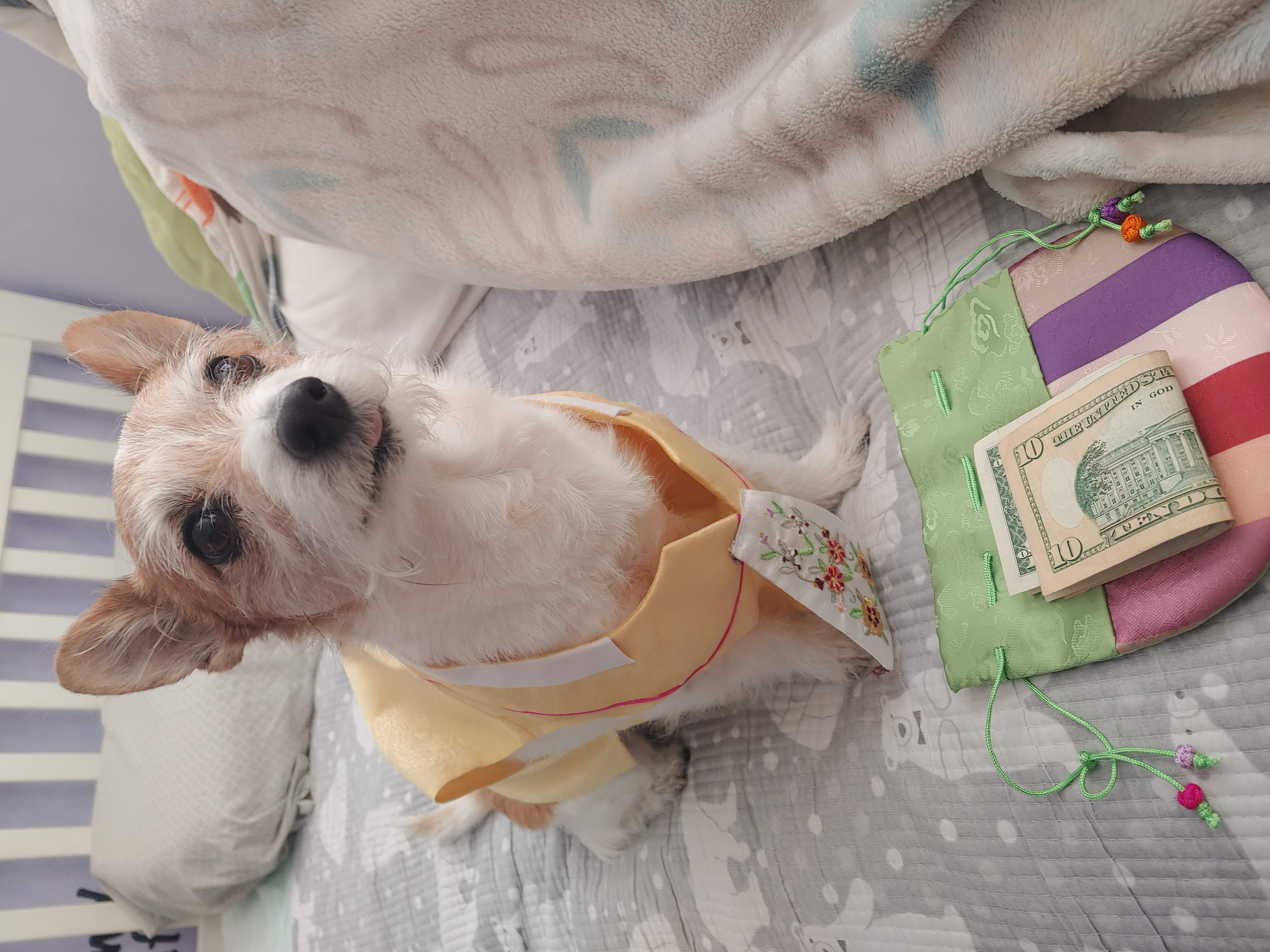 A photo of a small white and brown dog wearing a sleeveless yellow jeogori and a bokjumeoni in front of her with 11 dollars on it.